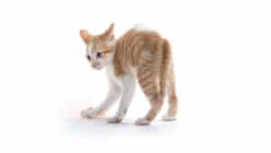 How Often Do Kittens Poop? Signs of constipation – petsKB