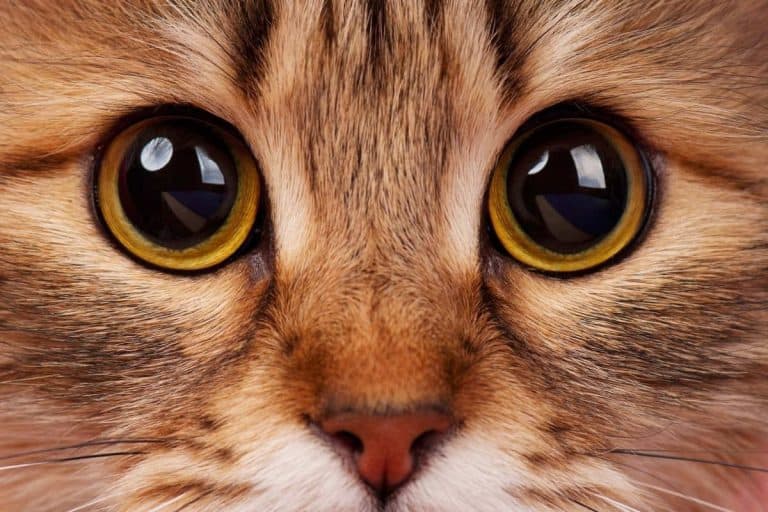 Why you should never look into a cat’s eyes. Is it ever dangerous