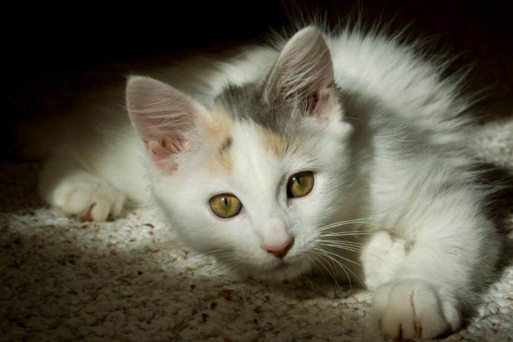 What do kittens do at night? Pets KB