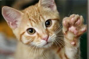 Ginger cat with paw raised to shake