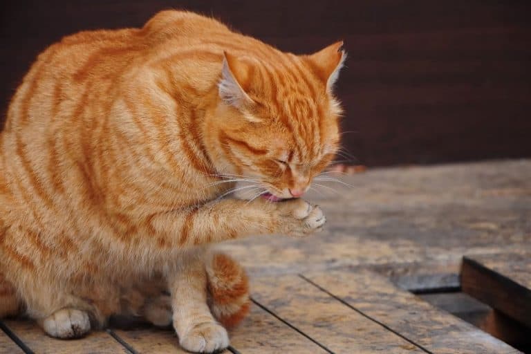 Why do cats shake their paws? See video of paw shakes in slow motion petsKB