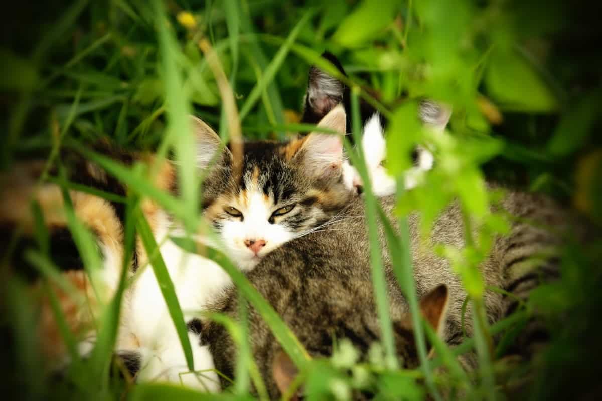 When will my kitten more independent? petsKB