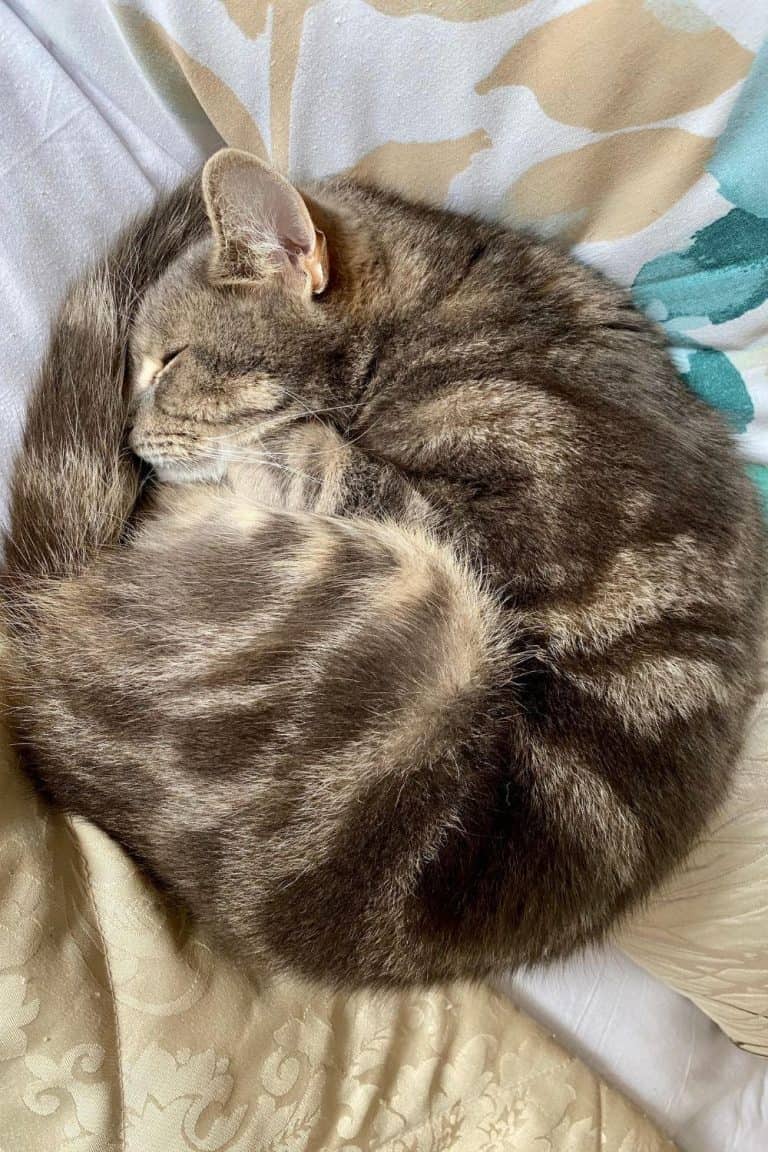 Why do cats curl up in a ball when they sleep? petsKB