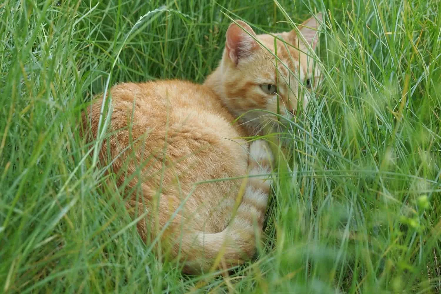 Ginger cat making a bed in the grass.