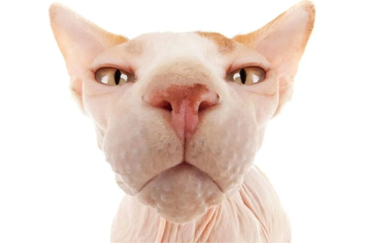 Very closeup of a sphynx cat's face and whisker area