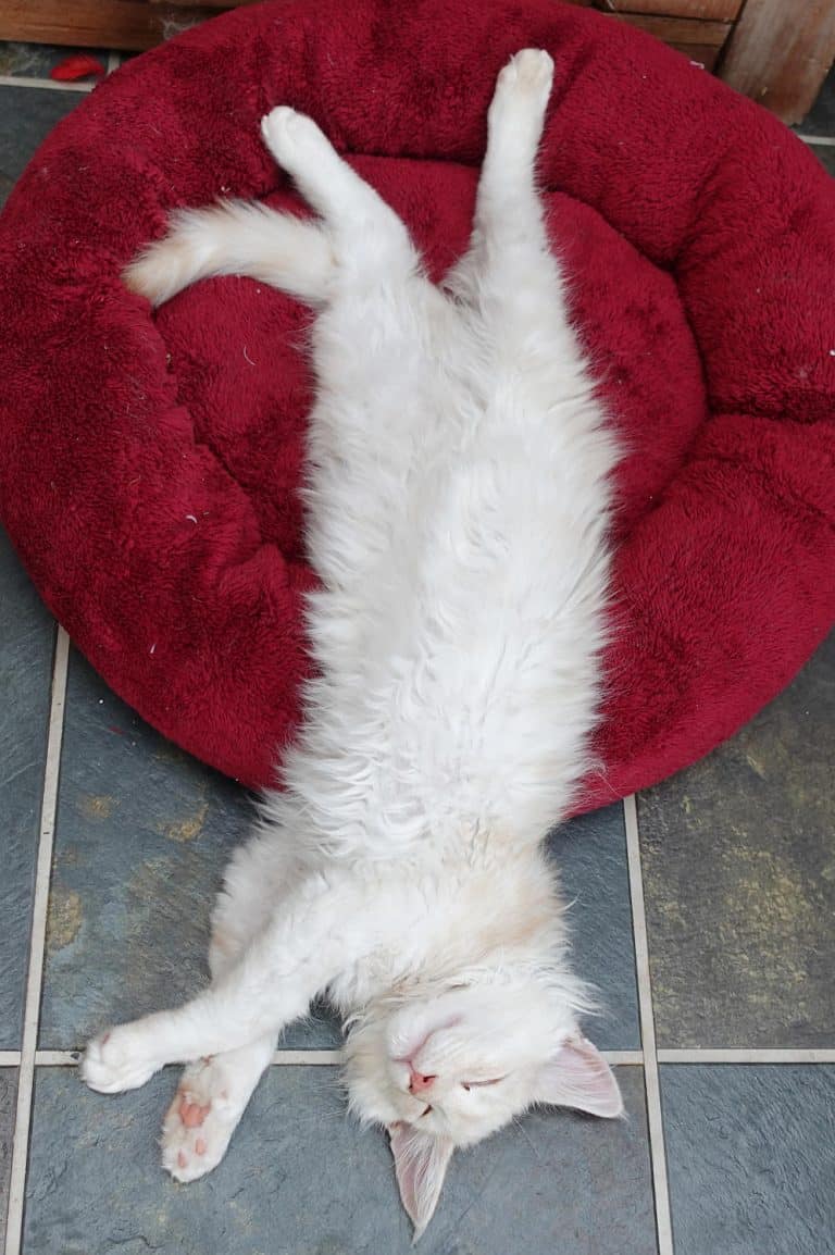 Why do cats cross their paws? Our Maine Coons reveal all petsKB