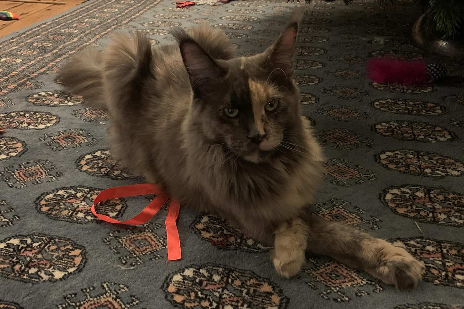 Why do cats cross their paws? Our Maine Coons reveal all petsKB