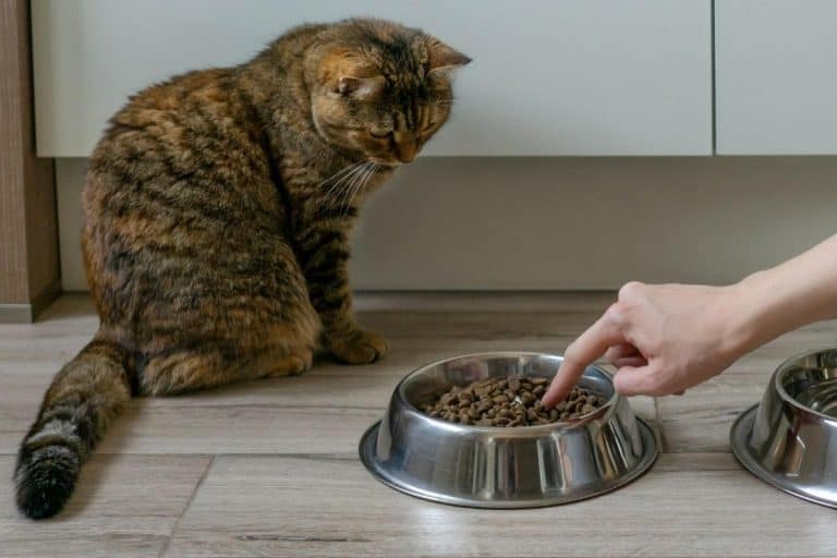 Do Cats Remember Their Old Owners? petsKB