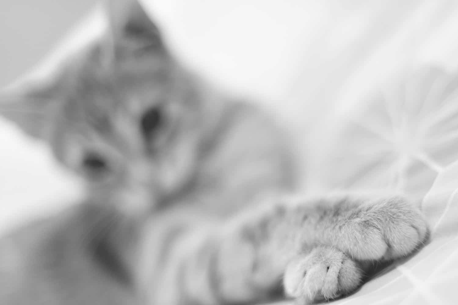 Why do cats cross their paws? Our Maine Coons reveal all petsKB