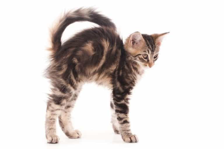 Why Does My Kitten Run Sideways? petsKB