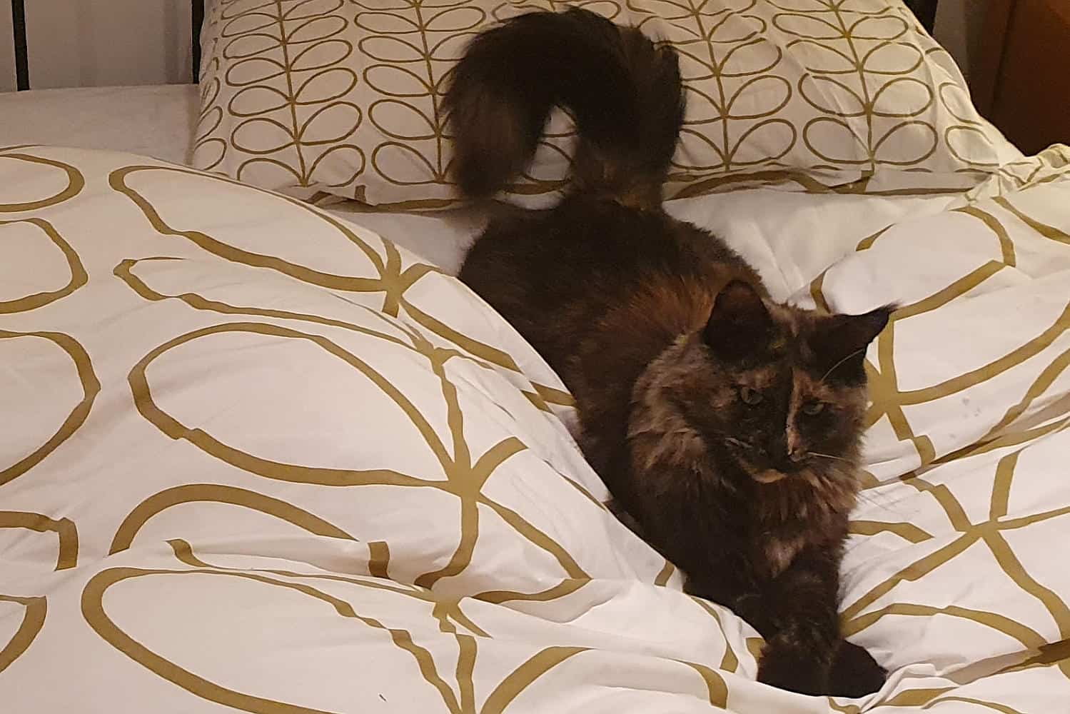 Why do cats cross their paws? Our Maine Coons reveal all petsKB