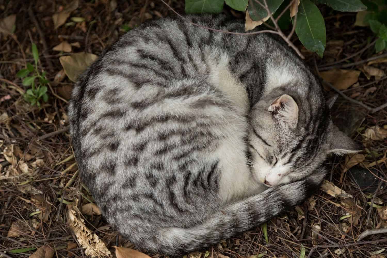 Why Do Cats Circle Before Lying Down? petsKB