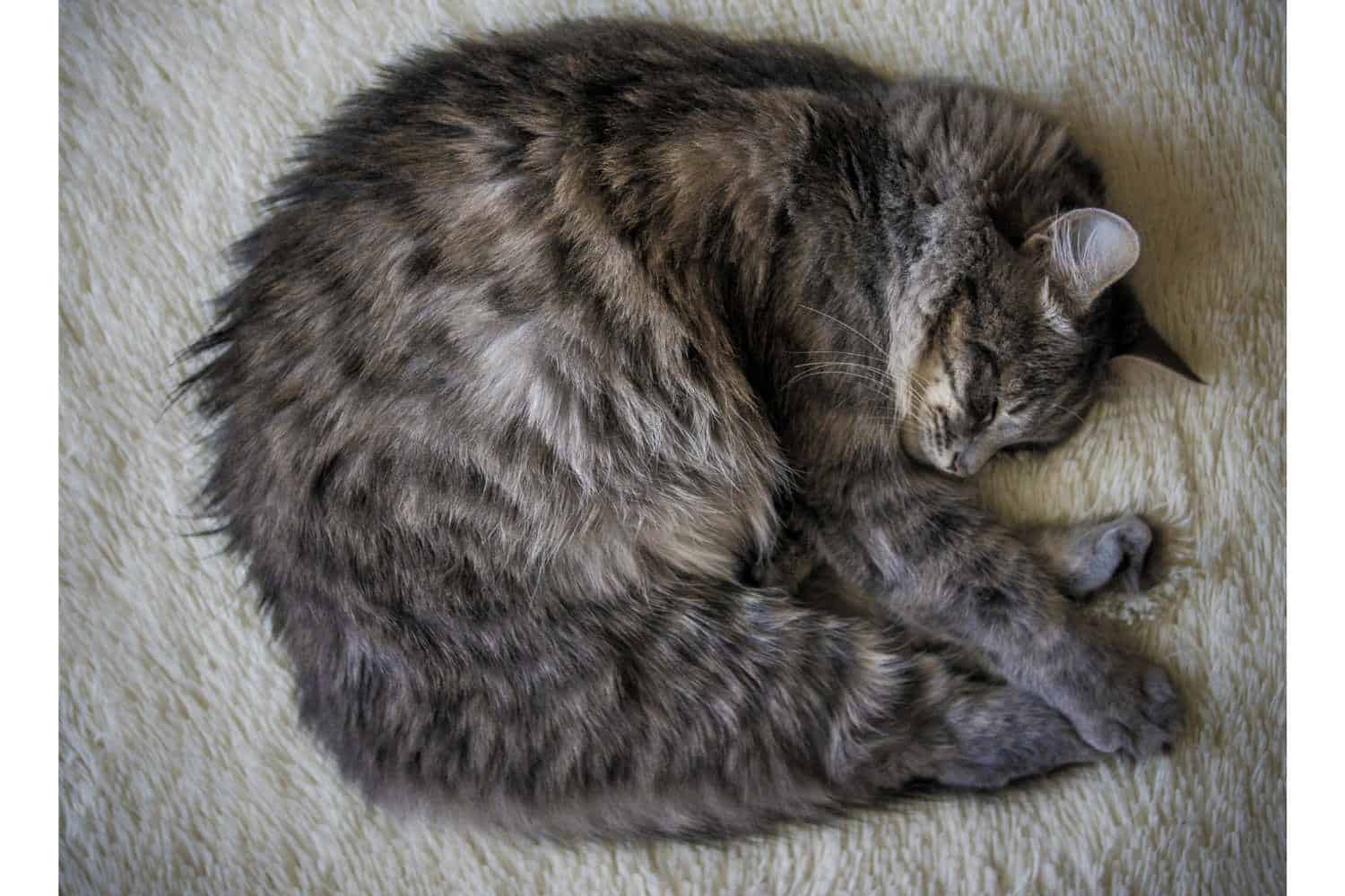 Why Do Cats Circle Before Lying Down? petsKB