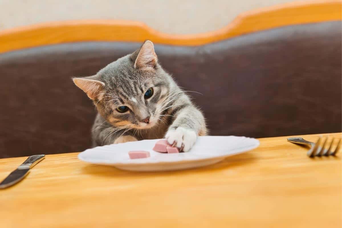 cat eating at table