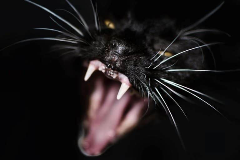 Why Do Cats Make Weird Noises At Night? petsKB