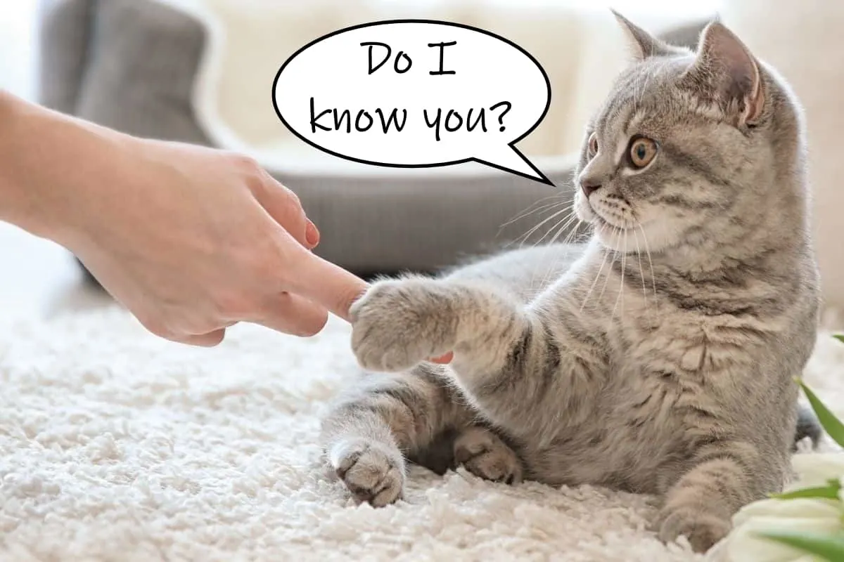 cat asking if he knows the person touching his paw