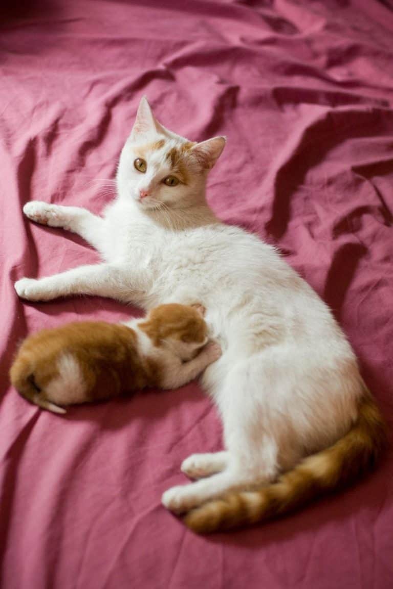 Why Do Cats Make Biscuits? petsKB