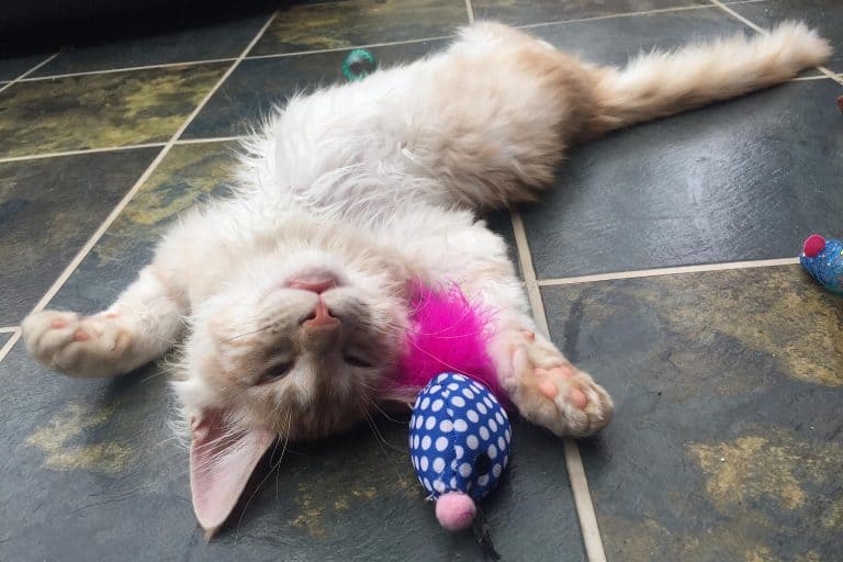 Why do cats cross their paws? Our Maine Coons reveal all petsKB