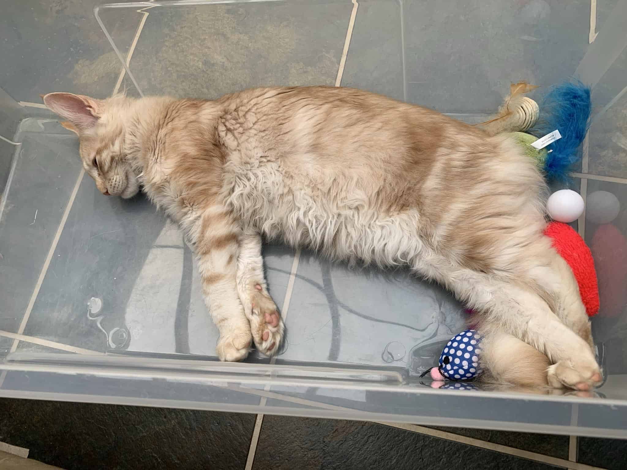 Why do cats cross their paws? Our Maine Coons reveal all petsKB