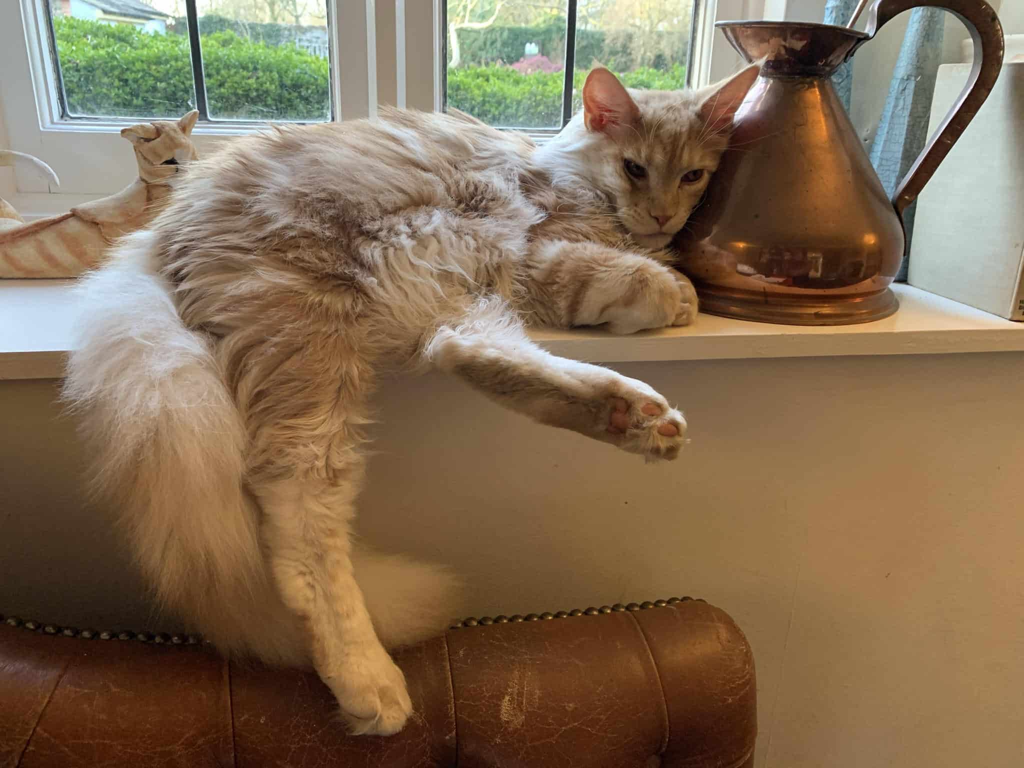 Do Maine Coons Have Long Legs? petsKB