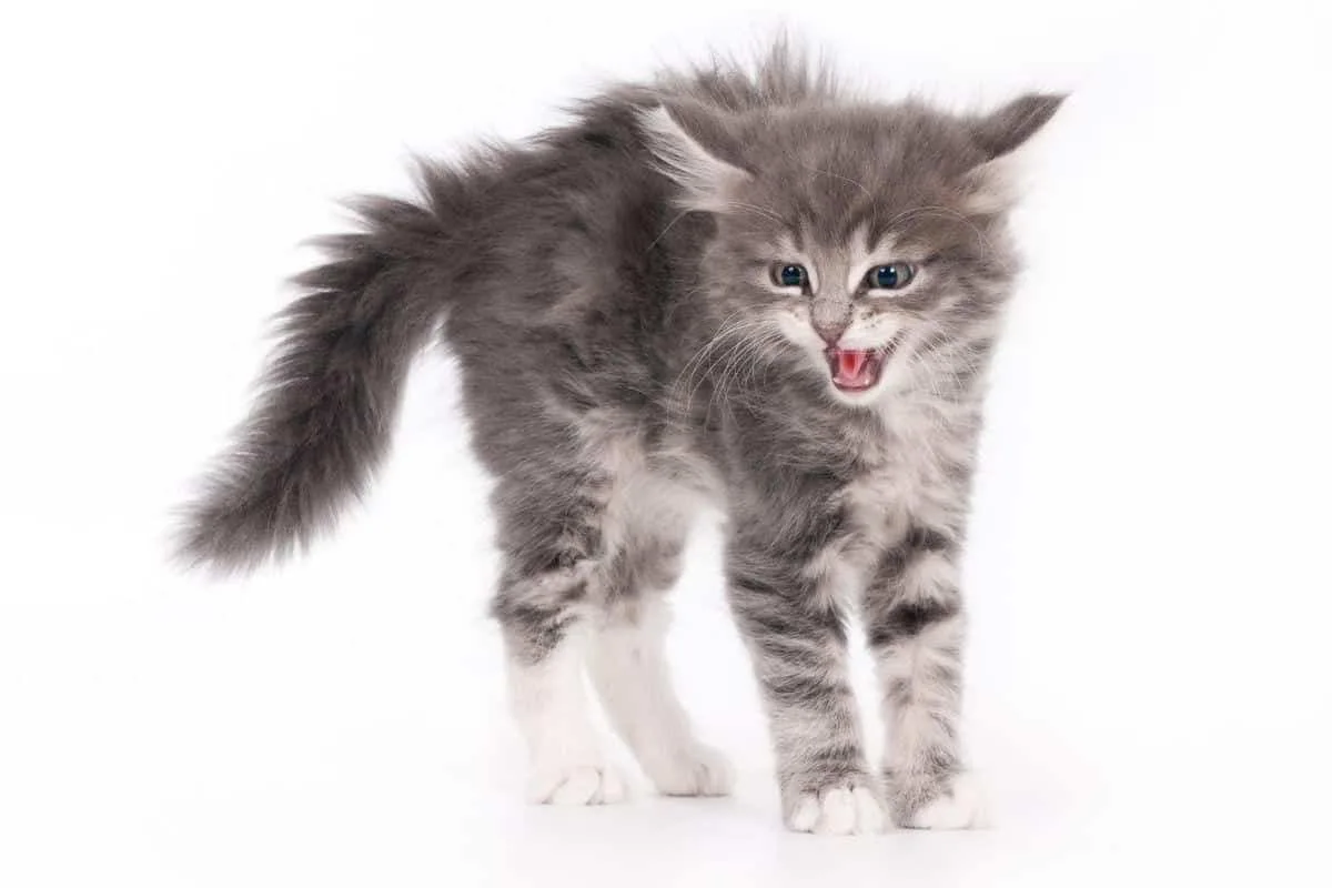 Grey tabby kitten after sideways run