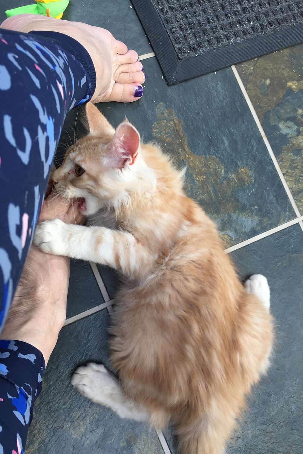 Why do cats cross their paws? Our Maine Coons reveal all petsKB