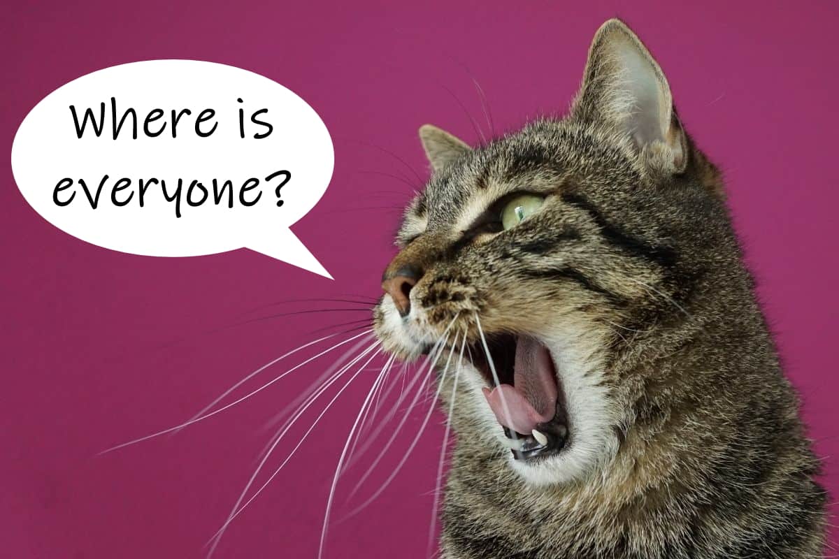 Why do cats make weird noises at night petskb