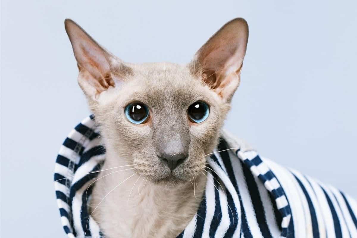 Do Hairless Cats Have Whiskers? – The Pets KB
