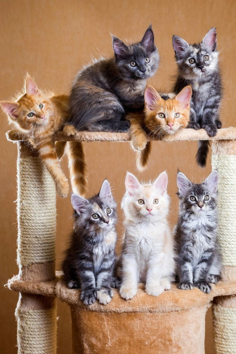 How Many Kittens Can a Maine Coon Have? petsKB