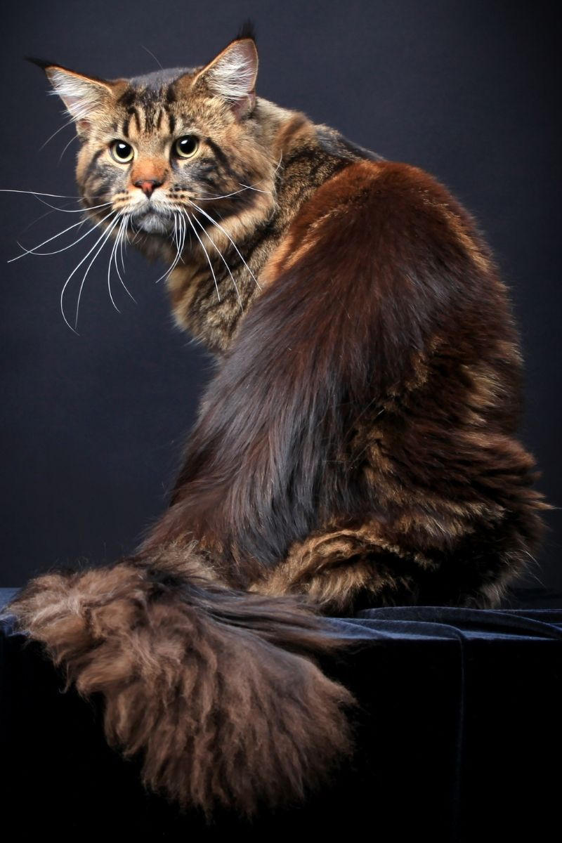 Can cats and raccoons mate? What the science says petsKB