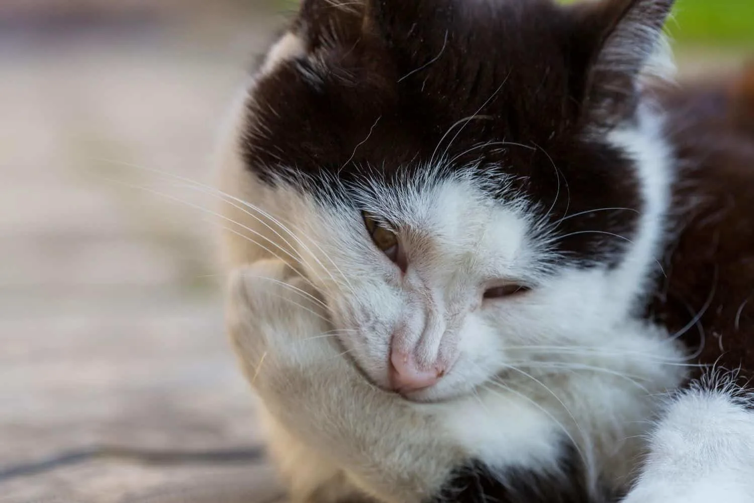 A black and white cat biting its claws.