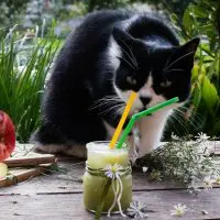 A black and white cat with a glass of apple juice to drink.