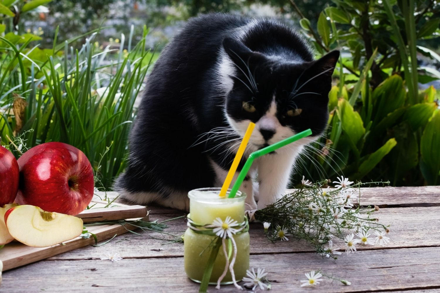 The Pets KB The Pets Knowledge Base Cats, Dogs and all your