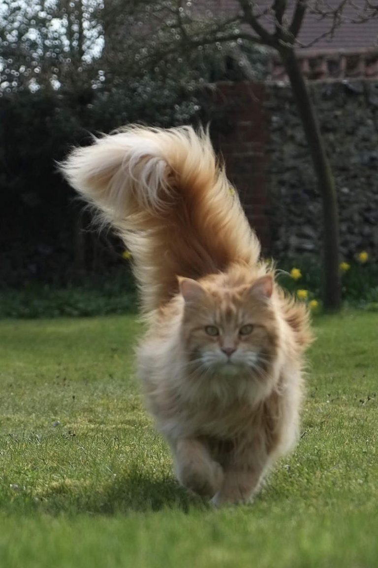 Why do Maine Coons have long tails? 3 essential reasons petsKB
