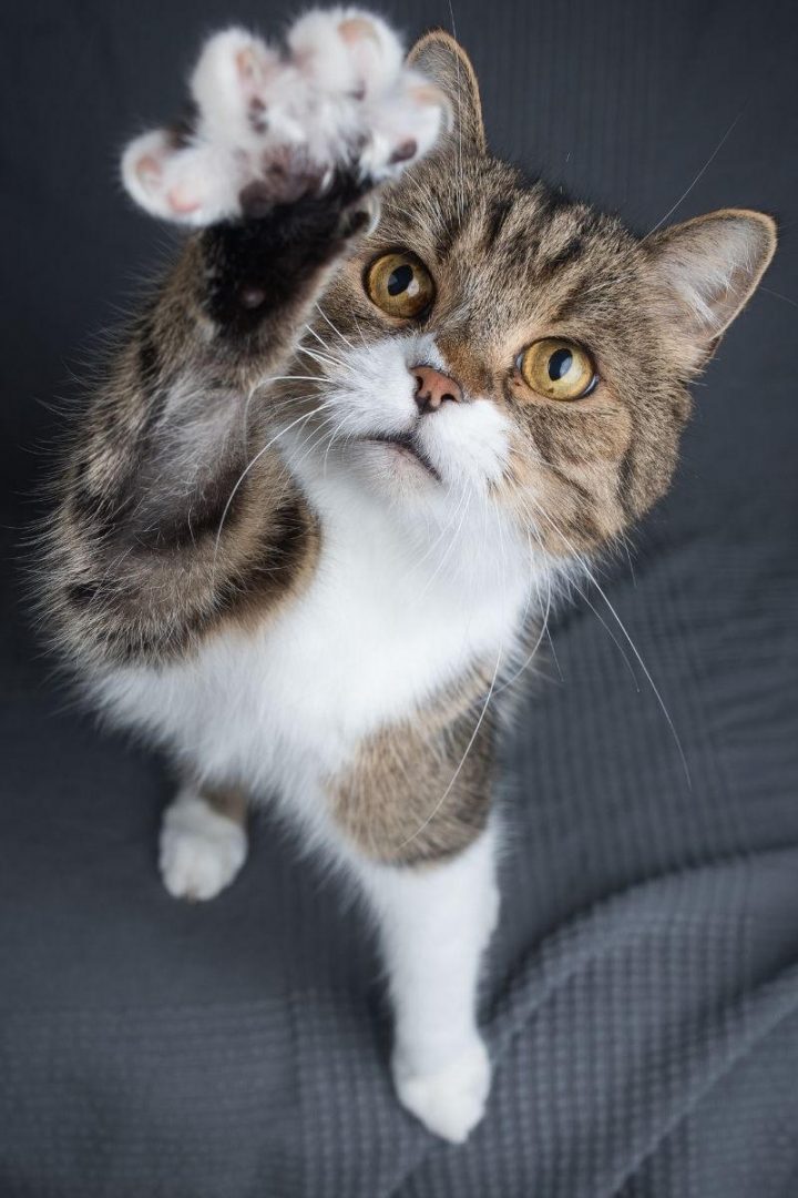 Why Do Cats Put Their Paws On Your Face PetsKB