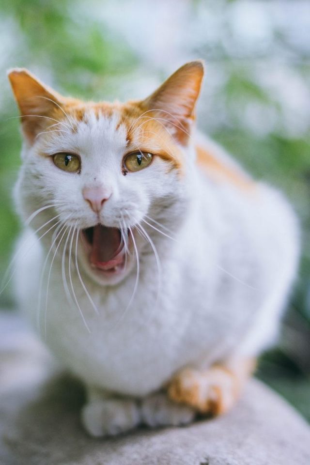 Why Do Cats Gag? For a multitude of reasons! petsKB