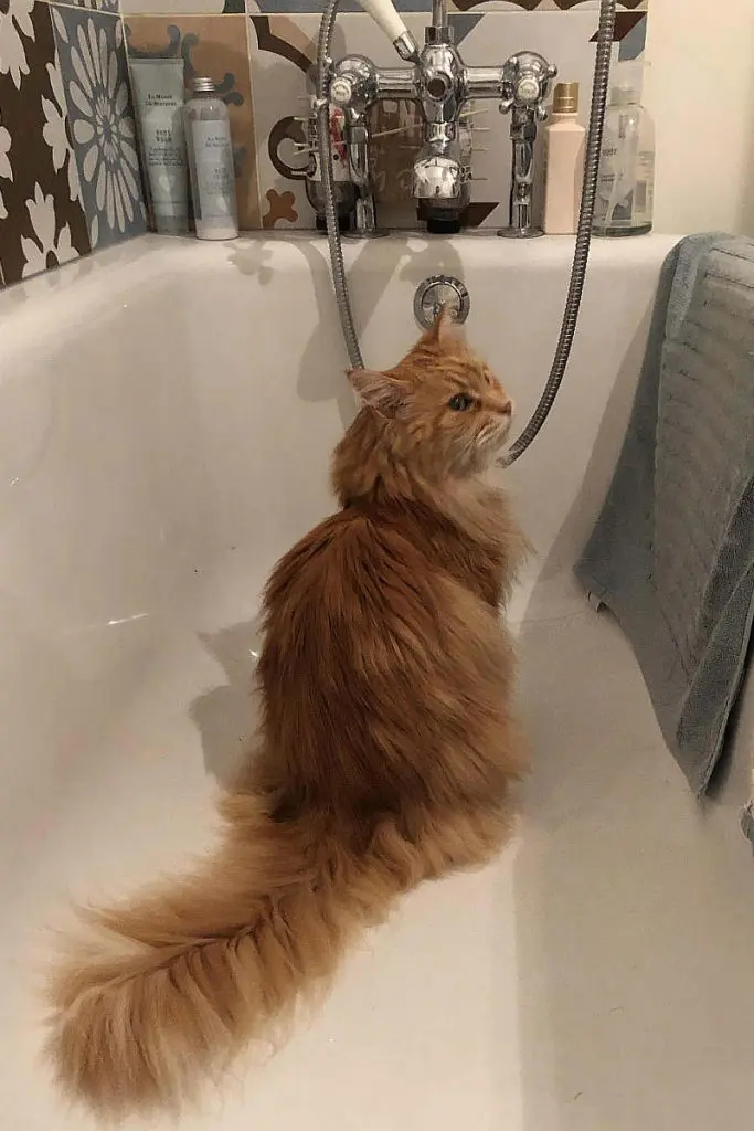 A red tabby Maine Coon sitting in a bath tub.