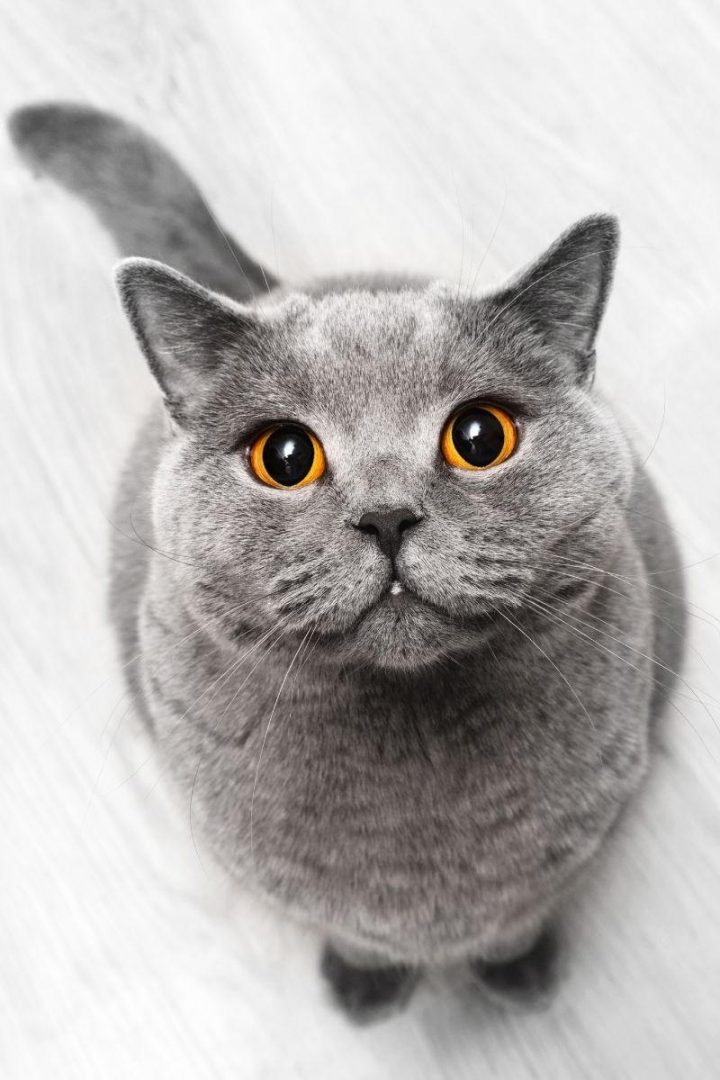 Why do cats put their paws on your face? petsKB