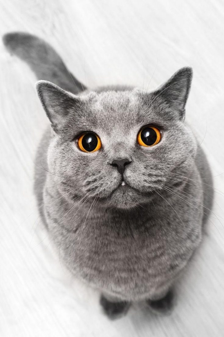 Why do cats put their paws on your face? petsKB