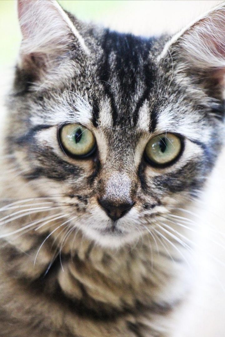 Why do some Maine Coons have an M on their forehead? petsKB