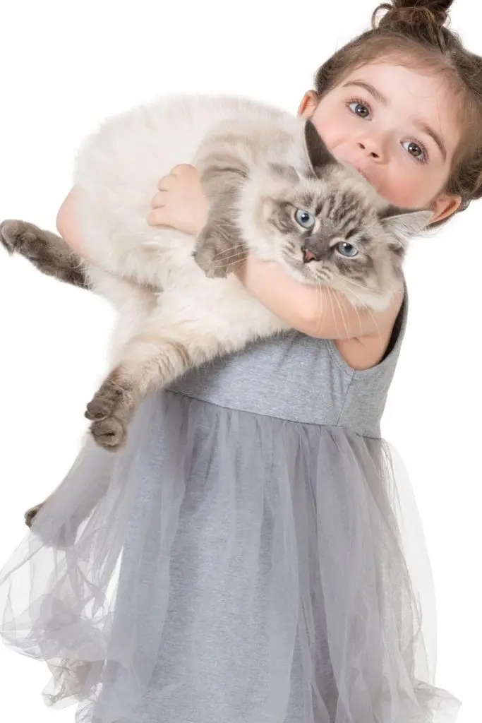 A cat looking unhappy about being held by a child.