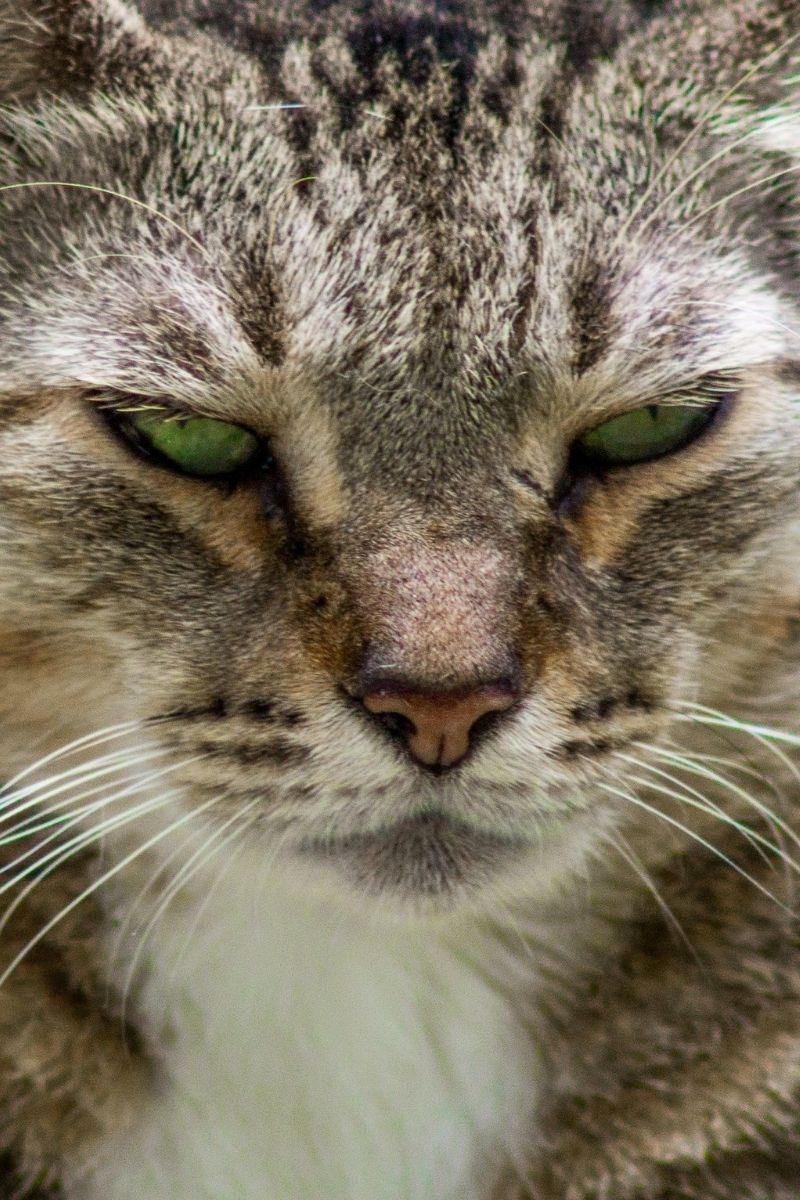 Investigating Cat Crying Do Cats Cry Real Tears? petsKB