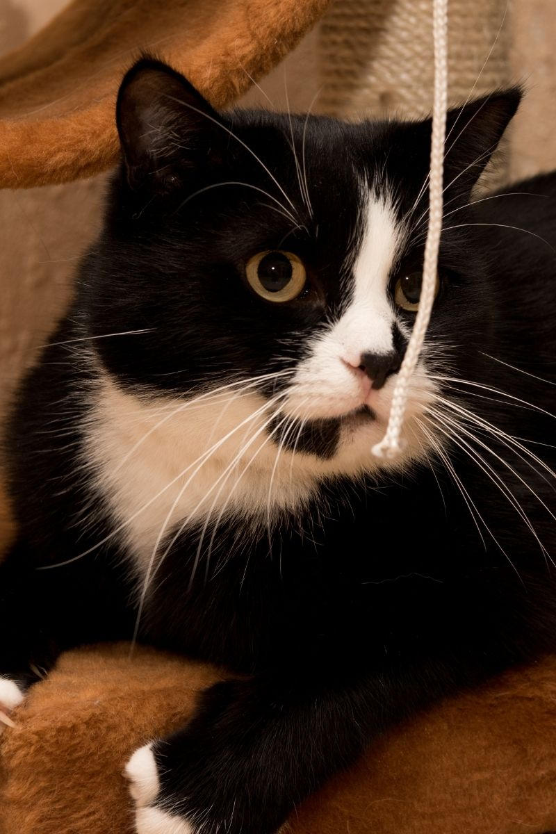 Why Do Cats Gag? For a multitude of reasons! petsKB