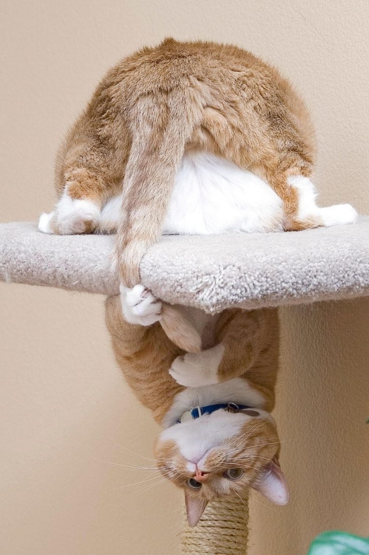 Why Do Cats Chase Their Tails? petsKB