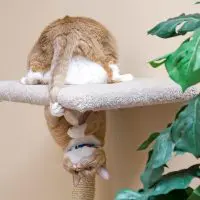 Ginger cat chasing its tail.