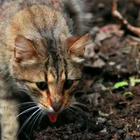 A tabby cat gagging outside.