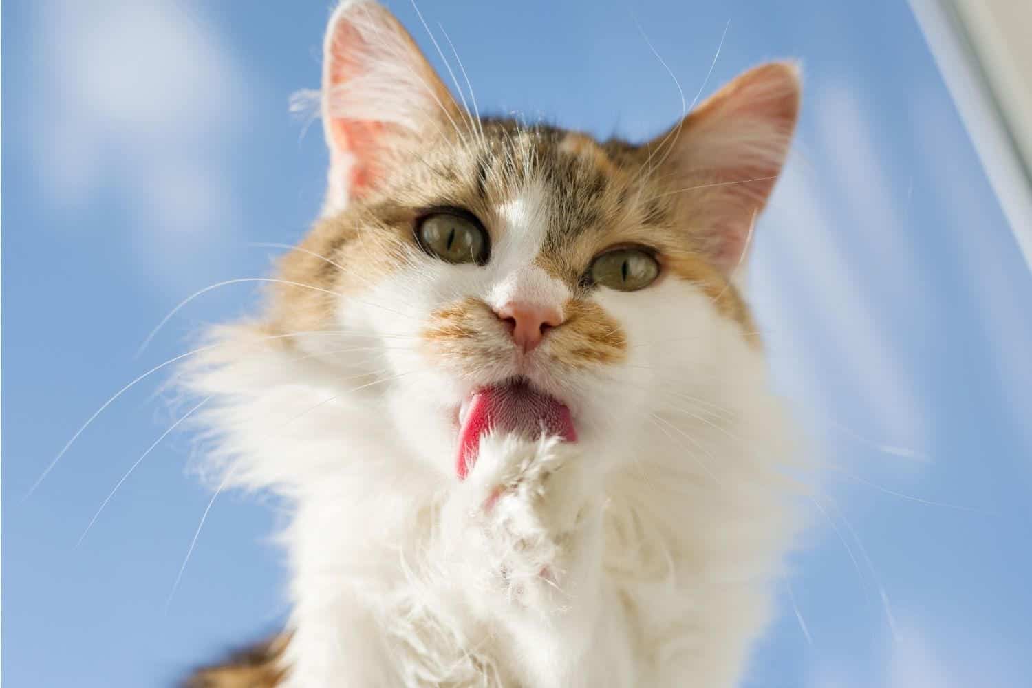 Nail biting in cats Why do cats pull at their claws? petsKB