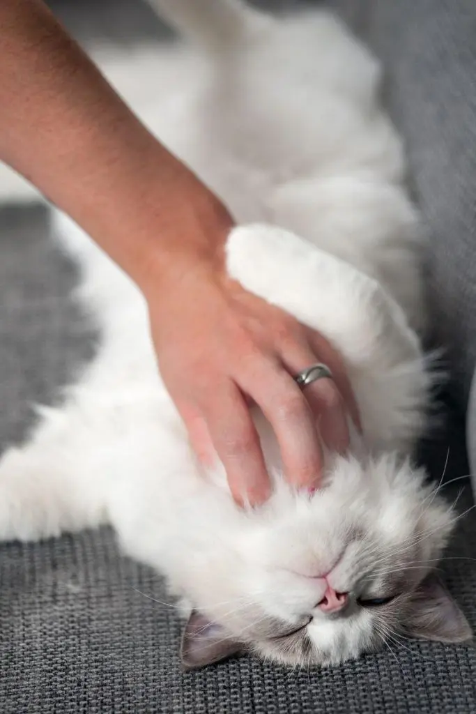 A fluffy white cat on its back being stroked.