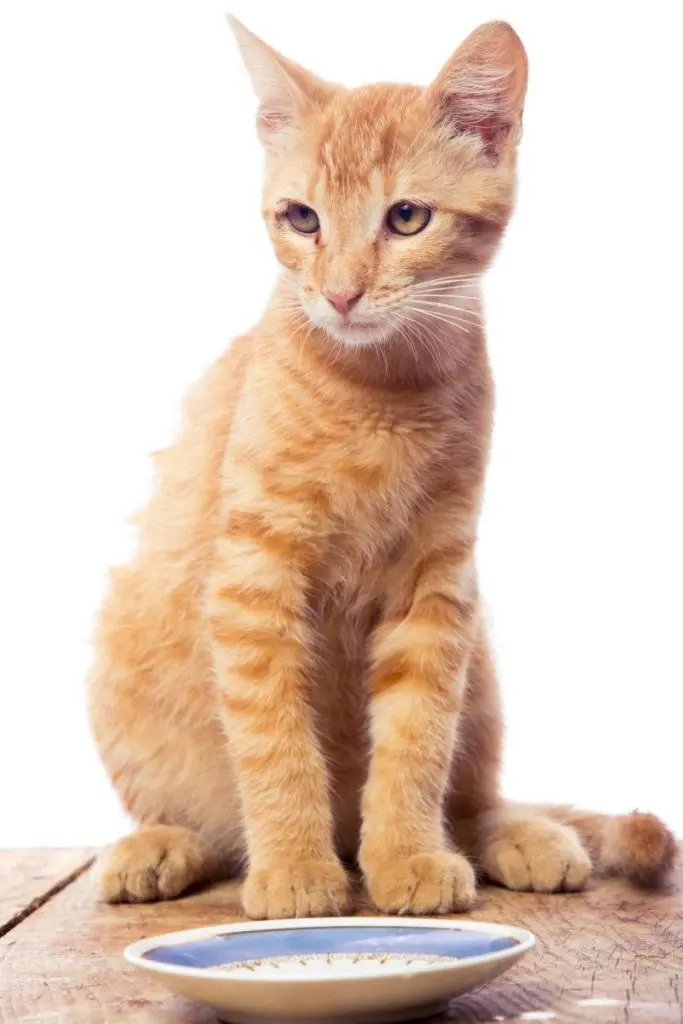 A ginger cat looking sad about its food.