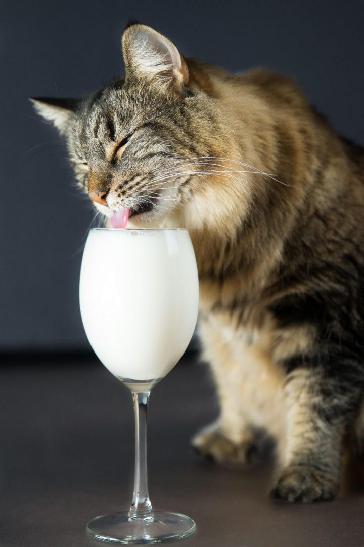 Can cats drink apple juice? petsKB